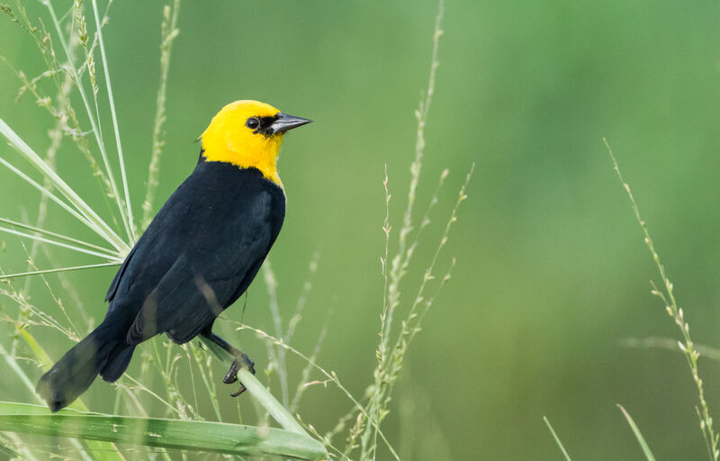 Yellow-hooded Blackbird