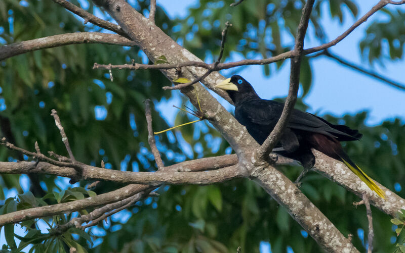 Crested Oropendola