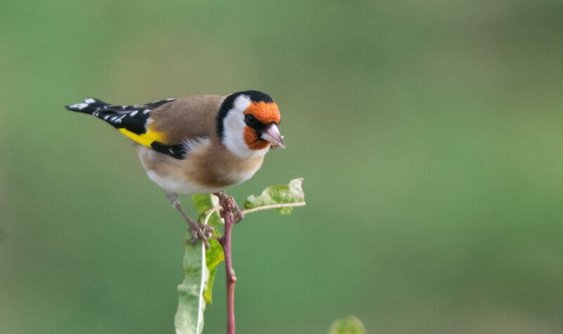 European Goldfinch