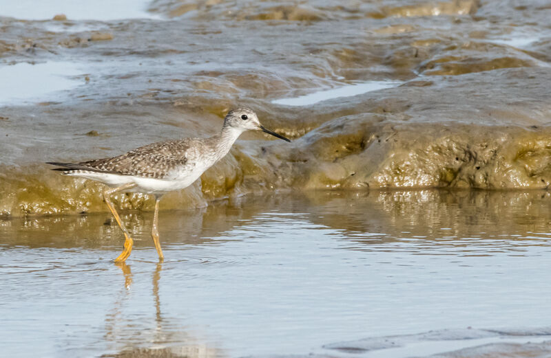 Lesser Yellowlegs