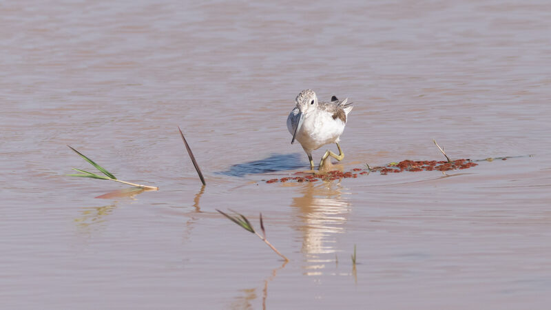 Common Greenshank