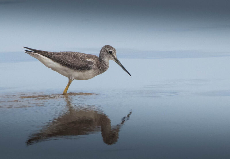 Greater Yellowlegs