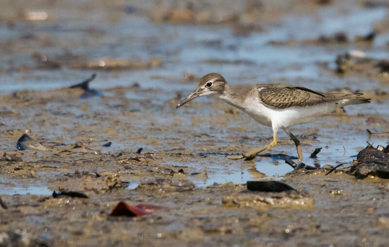 Spotted Sandpiper