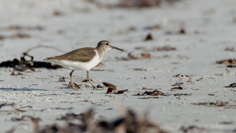 Common Sandpiper