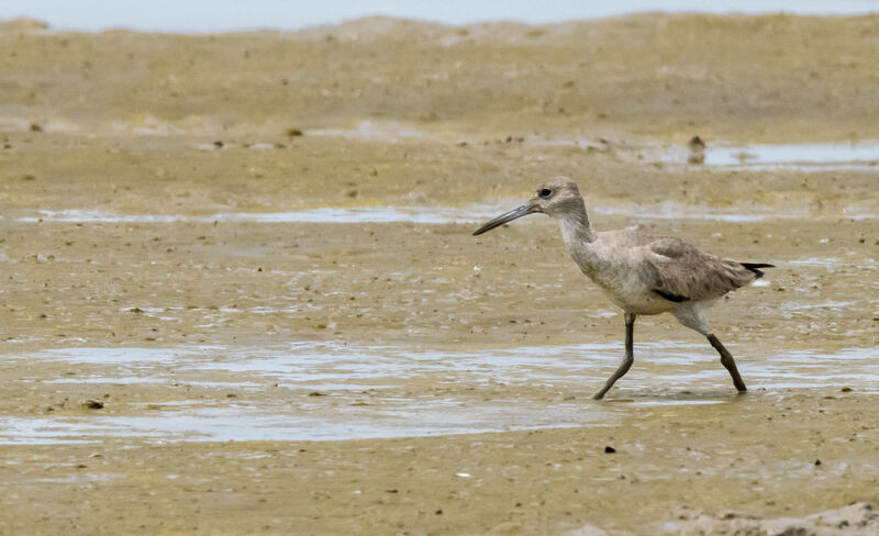 Willet