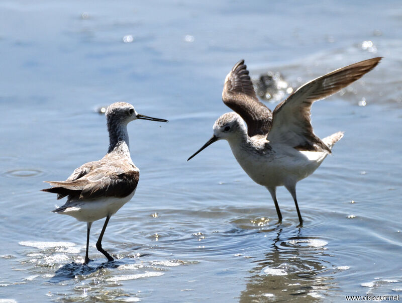 Marsh Sandpiper