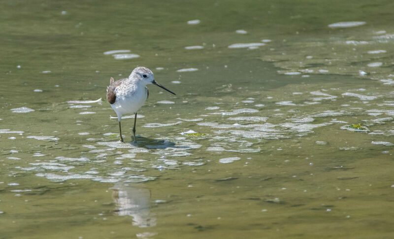 Marsh Sandpiper