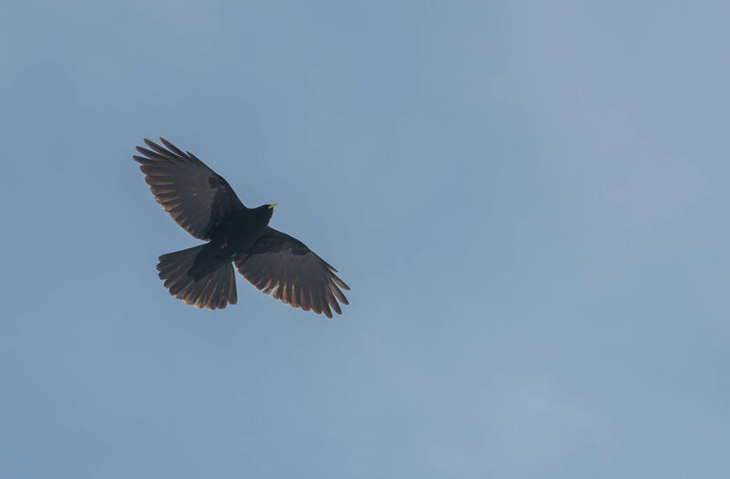 Alpine Chough