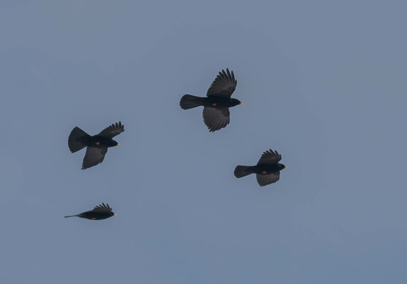 Alpine Chough