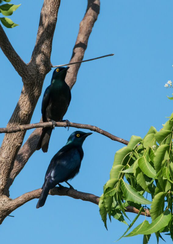 Choucador à oreillons bleus