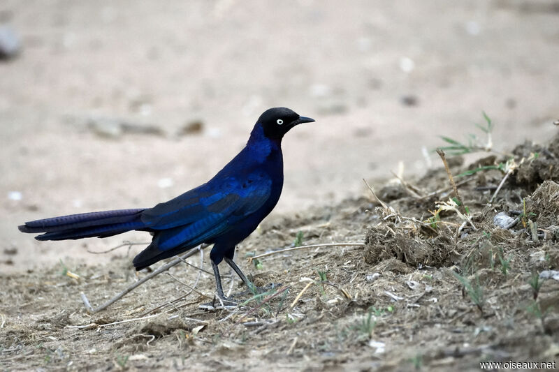 Rüppell's Starling