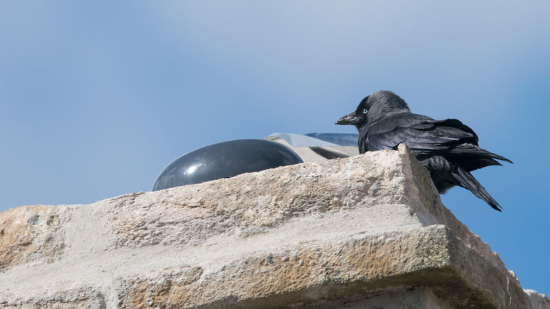 Western Jackdaw