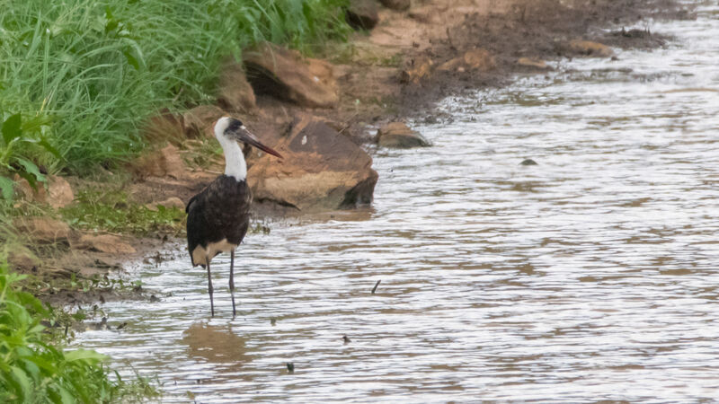 Cigogne à pattes noires