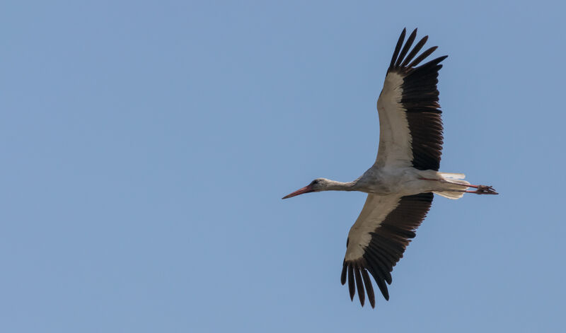 Cigogne blanchejuvénile