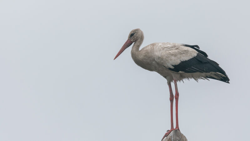 White Stork