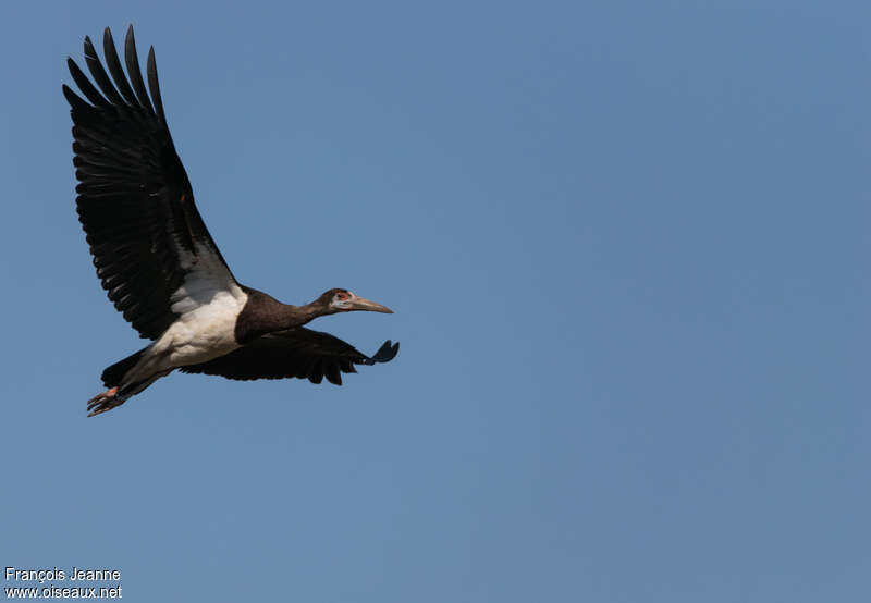 Cigogne d'Abdimadulte nuptial, Vol