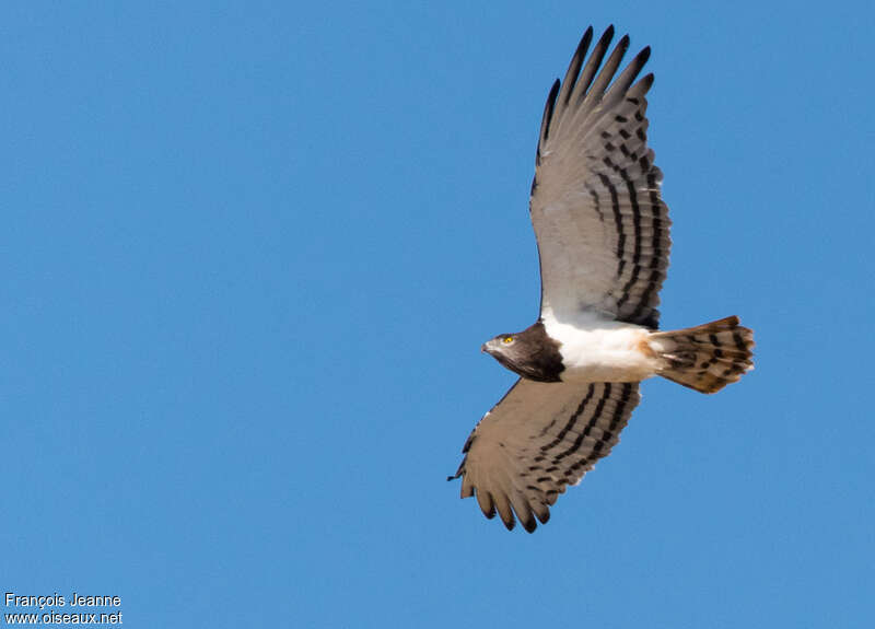 Black-chested Snake Eaglesubadult, pigmentation, Flight