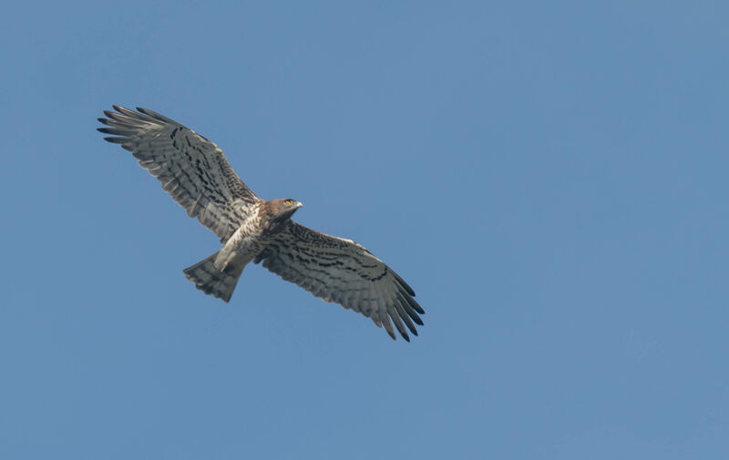 Short-toed Snake Eagle