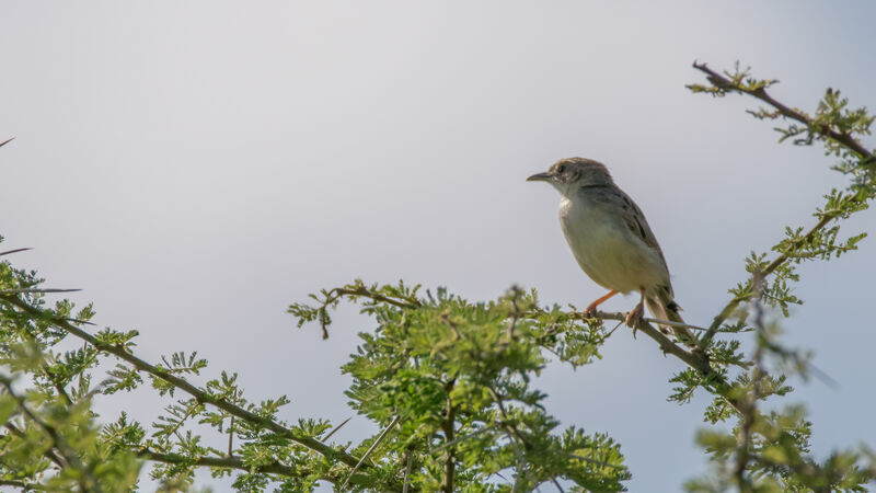 Ashy Cisticola