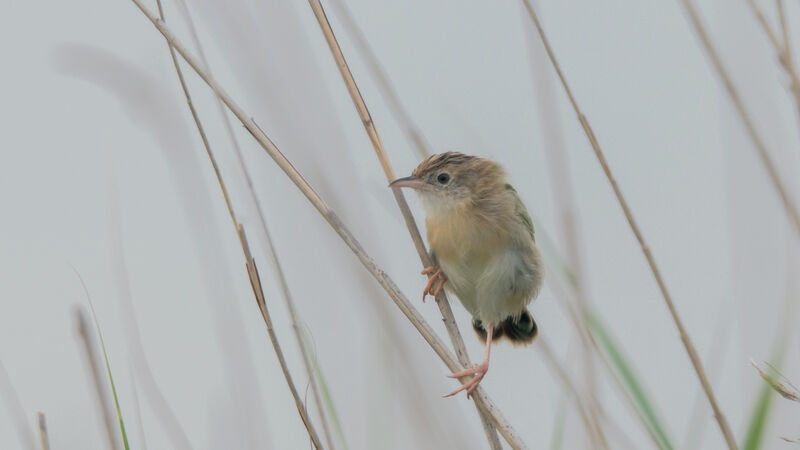 Zitting Cisticola