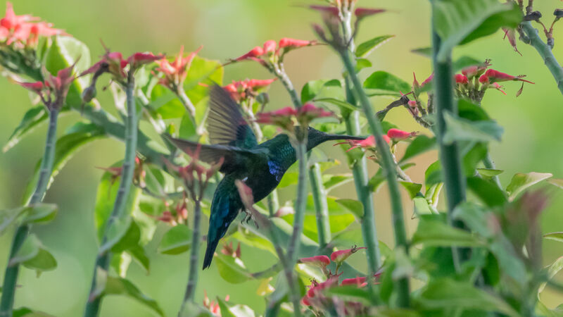 Colibri falle-vert