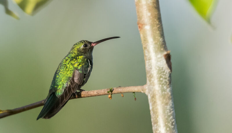 Green-tailed Goldenthroat