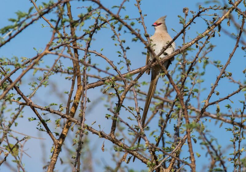 Blue-naped Mousebird