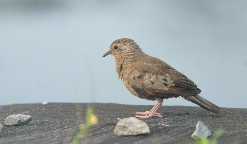 Common Ground Dove