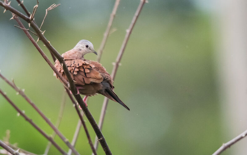 Ruddy Ground Dove