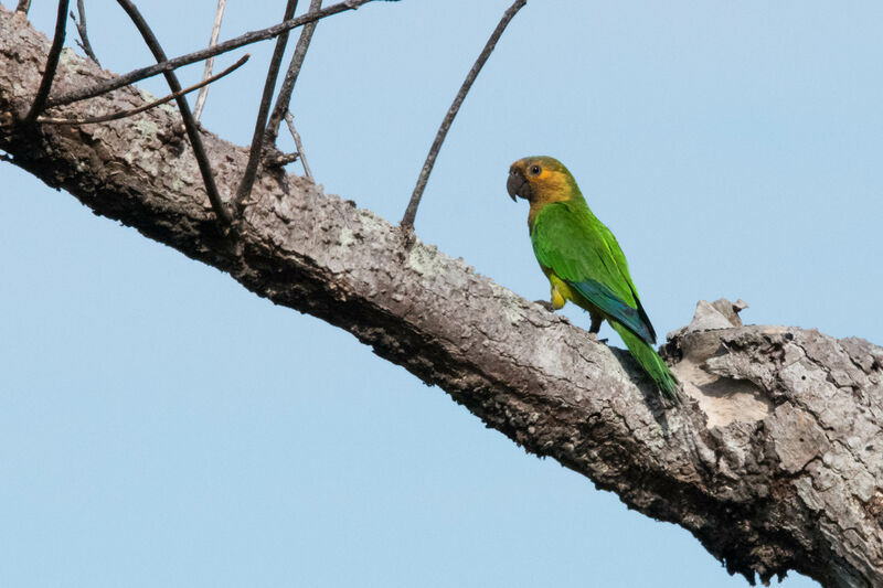 Conure cuivrée