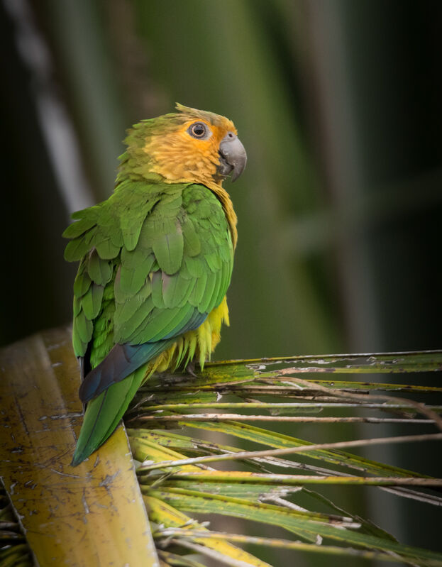 Brown-throated Parakeet