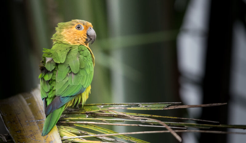 Brown-throated Parakeet