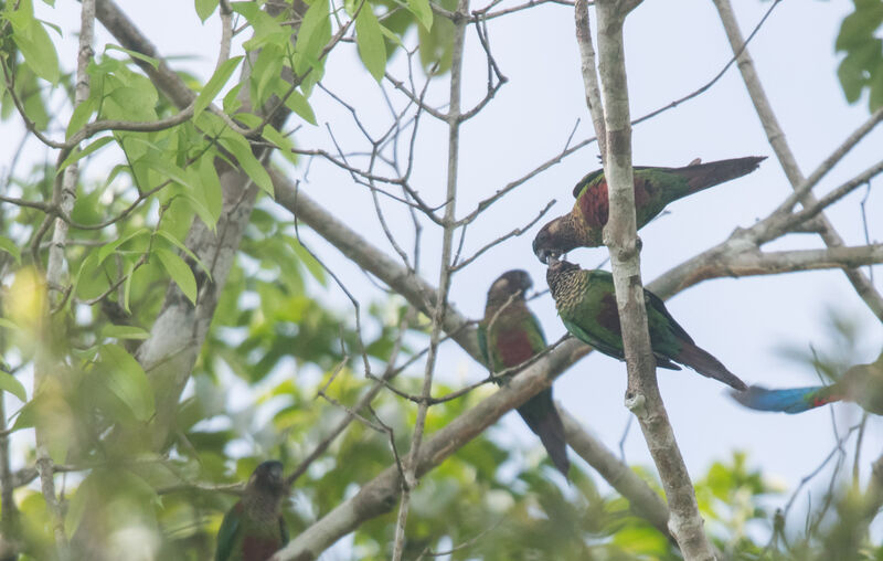 Conure versicolore