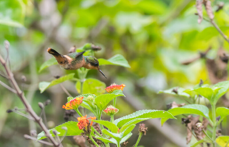 Tufted Coquette