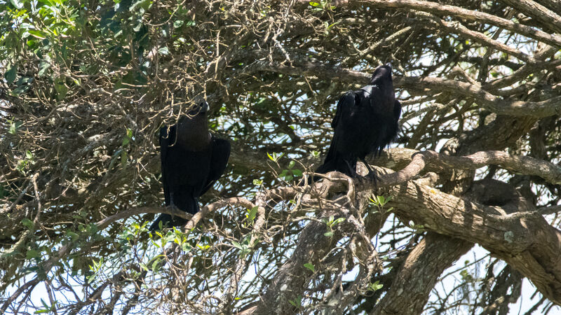 Corbeau à nuque blanche