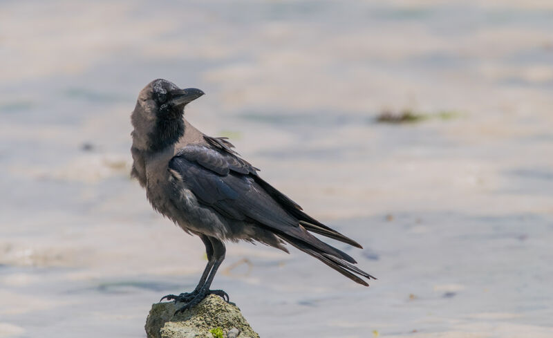 Corbeau familier