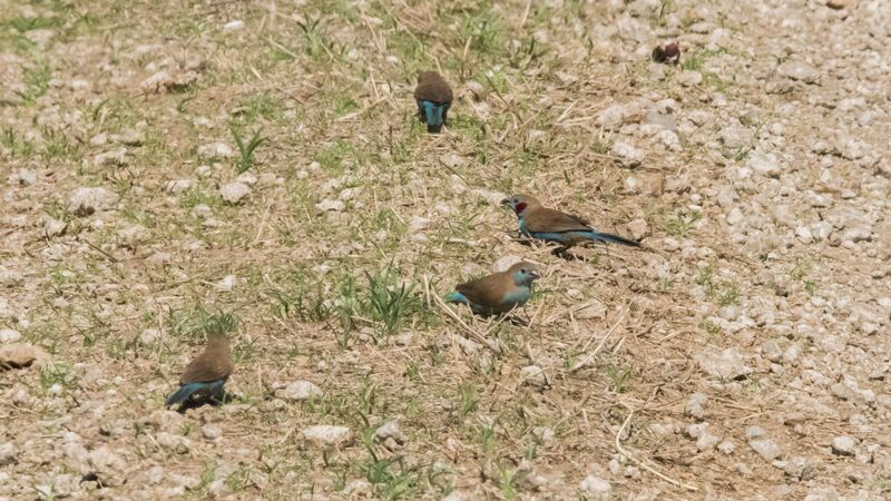 Cordonbleu à joues rouges