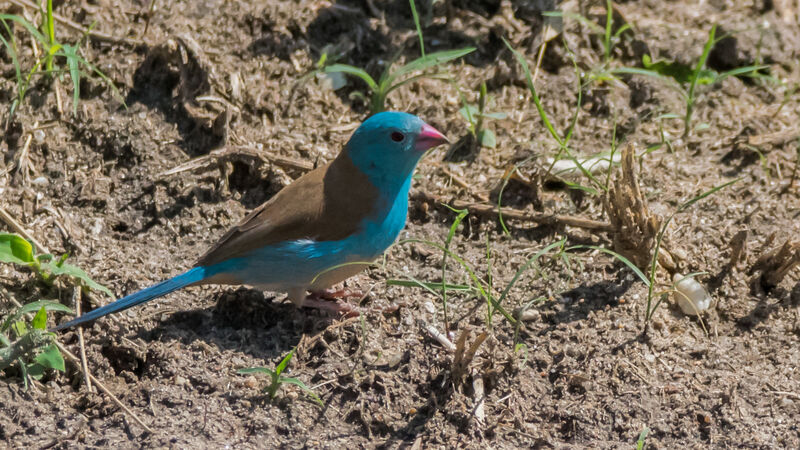 Blue-capped Cordon-bleu