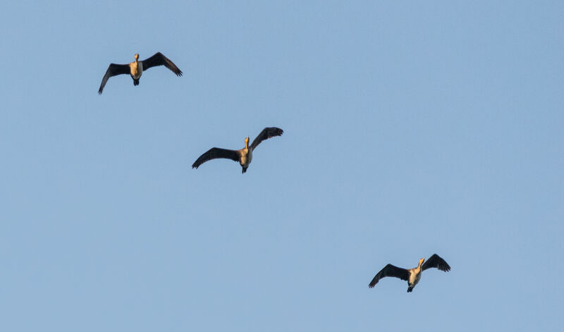 Cormoran à poitrine blanche