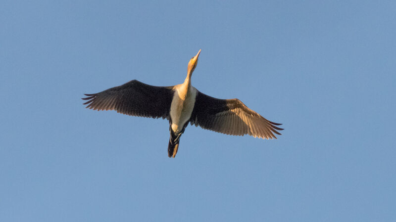 Cormoran à poitrine blanche