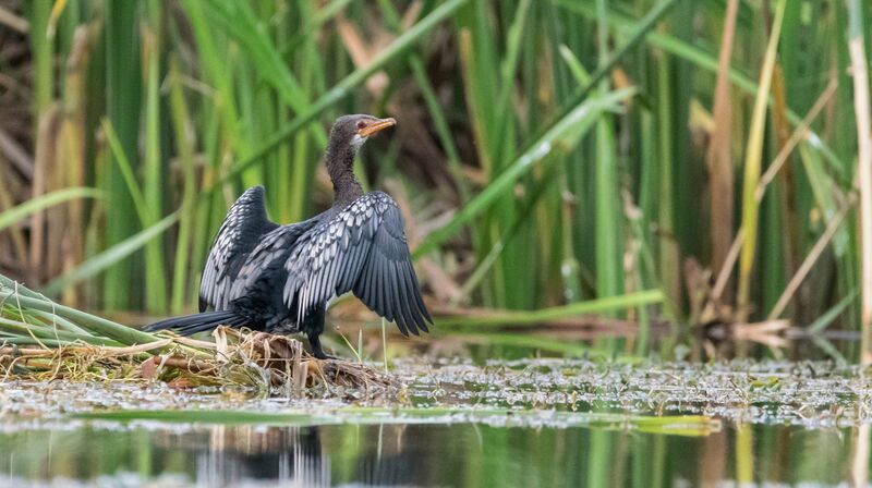 Reed Cormorant