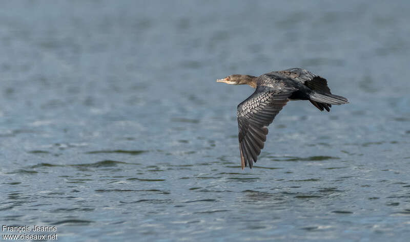 Cormoran africainimmature, Vol