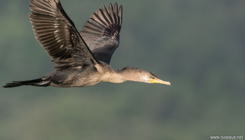 Neotropic Cormorant