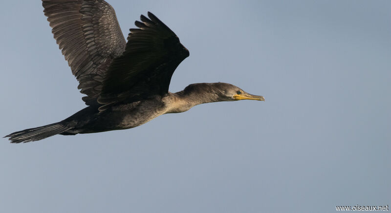 Neotropic Cormorant