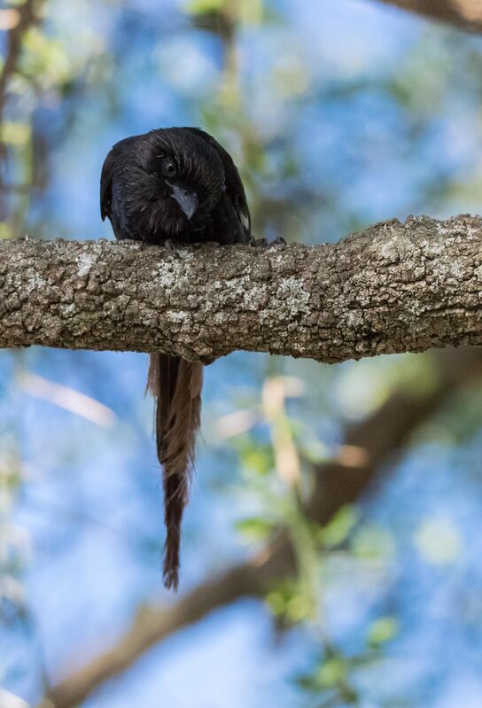 Magpie Shrike