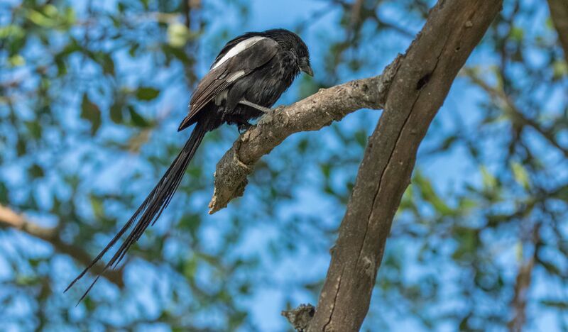 Magpie Shrike