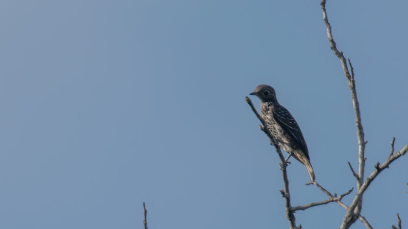 Cotinga de Daubenton