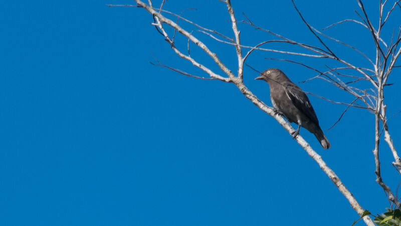 Pompadour Cotinga