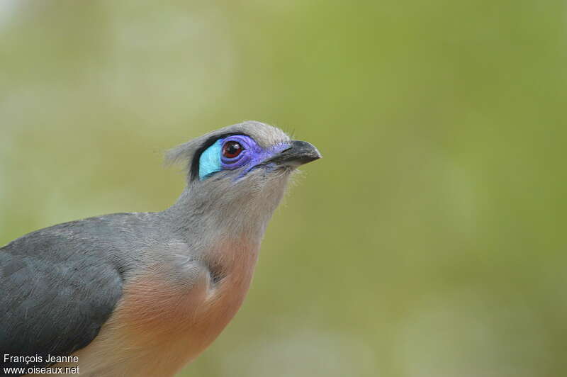 Coua huppéadulte, portrait