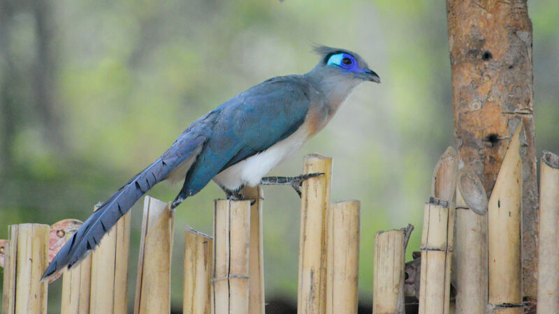 Crested Coua